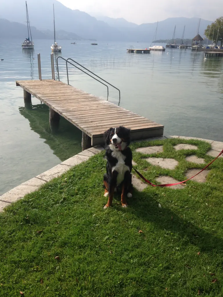 Image from Sammy