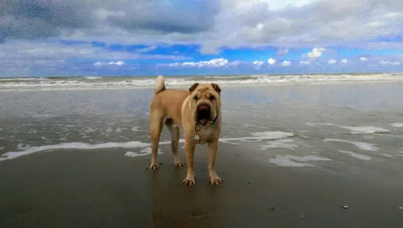 Condolence image of Finn