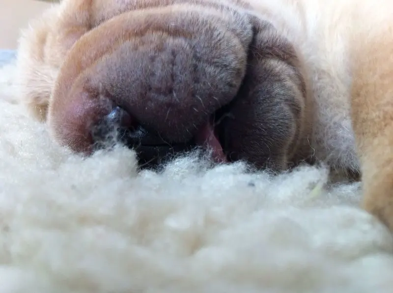 Condolence image of Finn