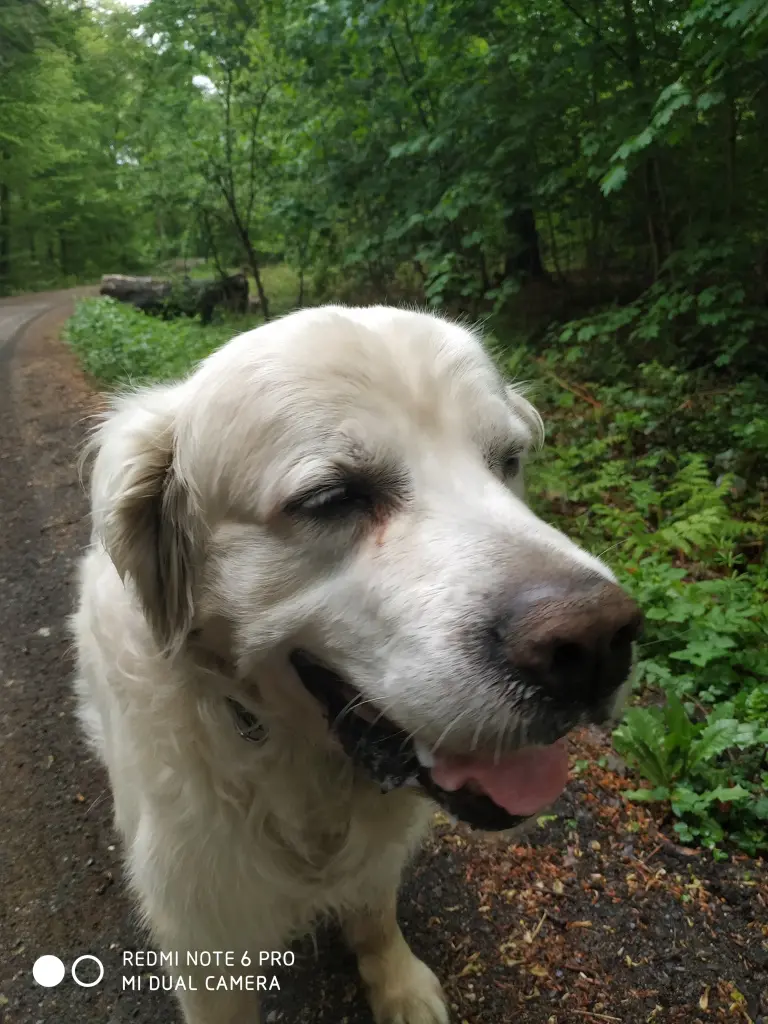 Image from Balou
