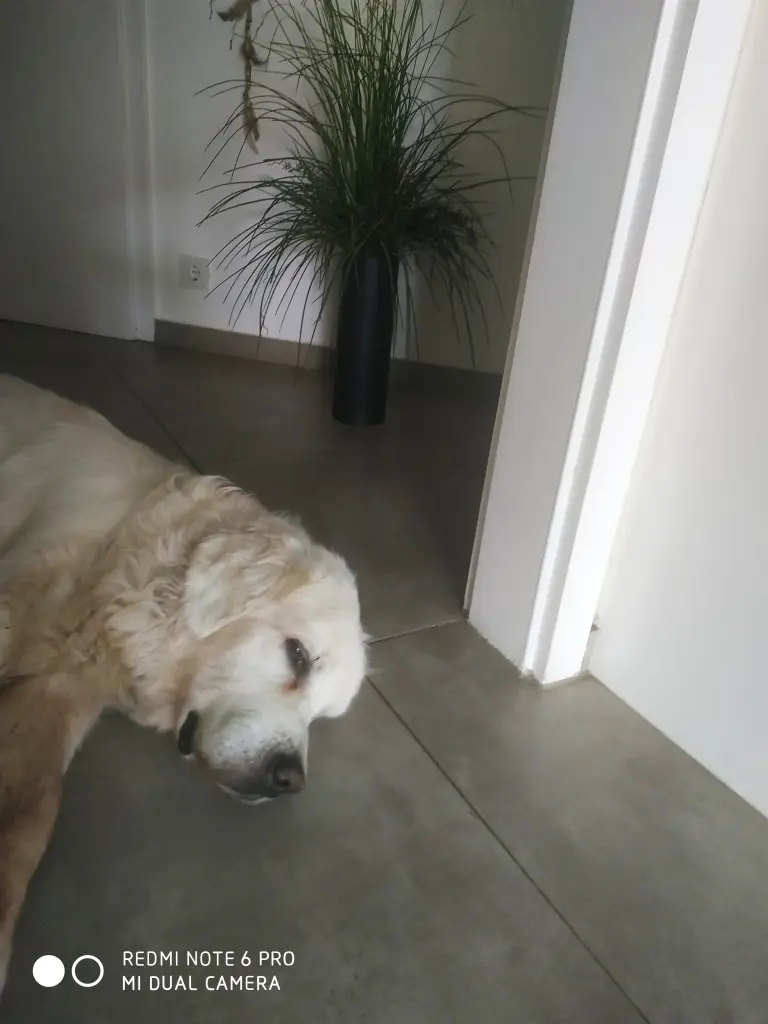 Image from Balou