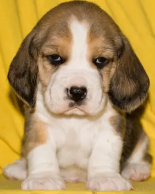 Image from Odin