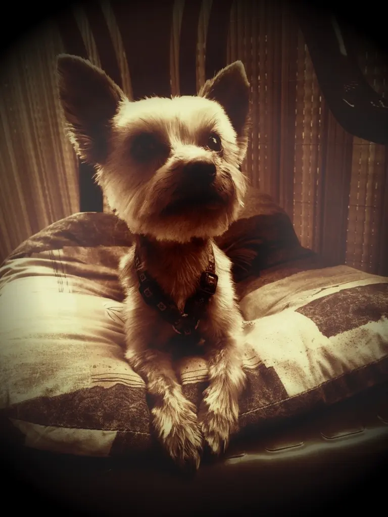 Image from Lucky