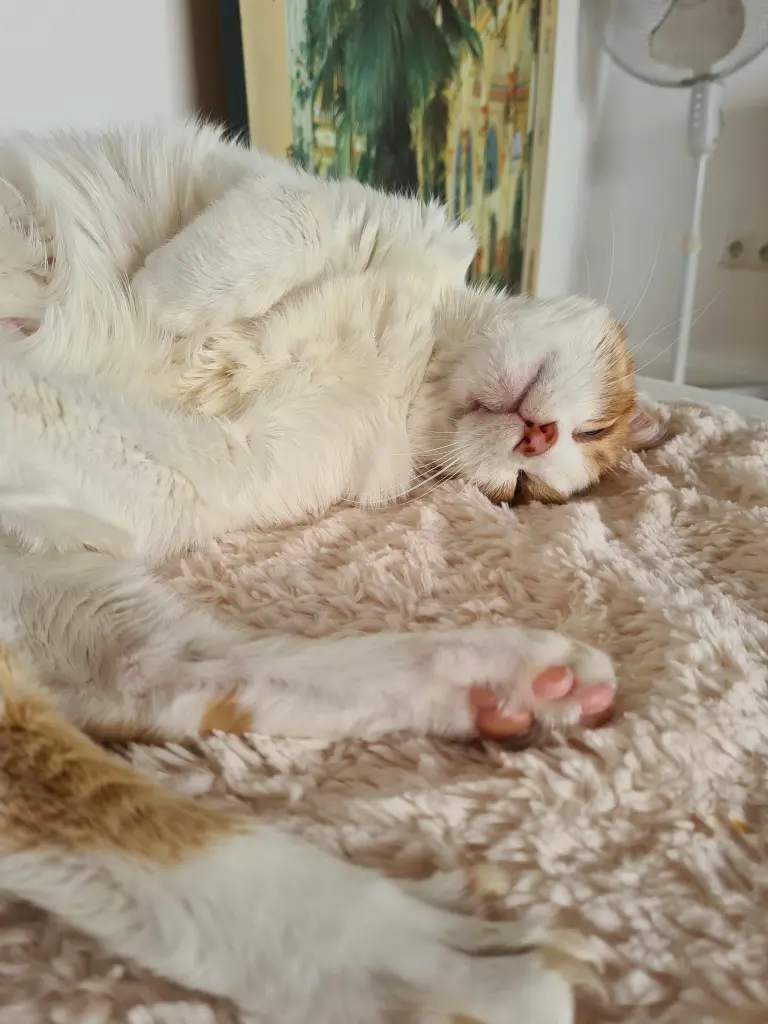 Image from Gismo alias Zoki Schnuffkowski
