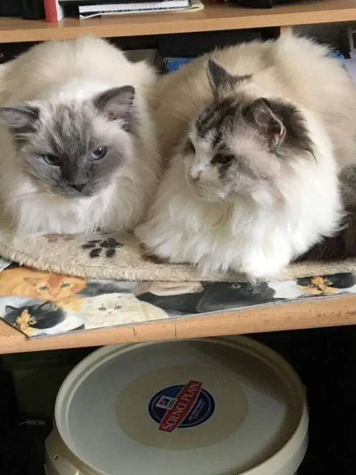Condolence image of Sabine mit Pretty tief im Herzen