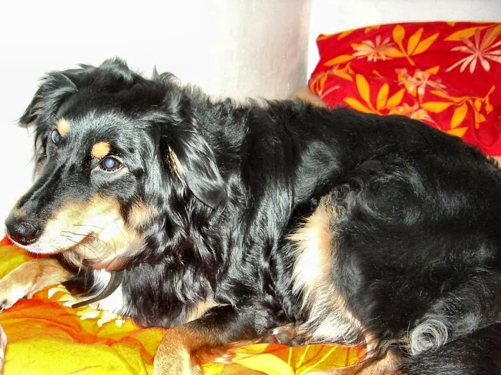 Image from Lucy Seelenhund