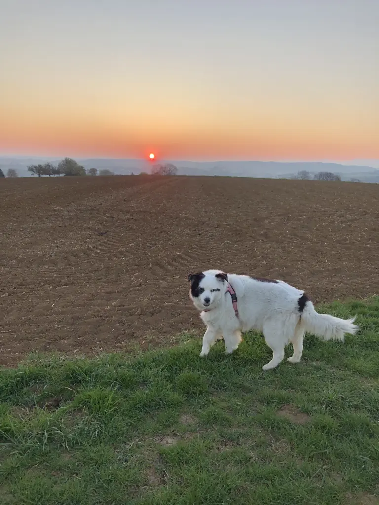 Condolence image of ❤️Für Beele❤️