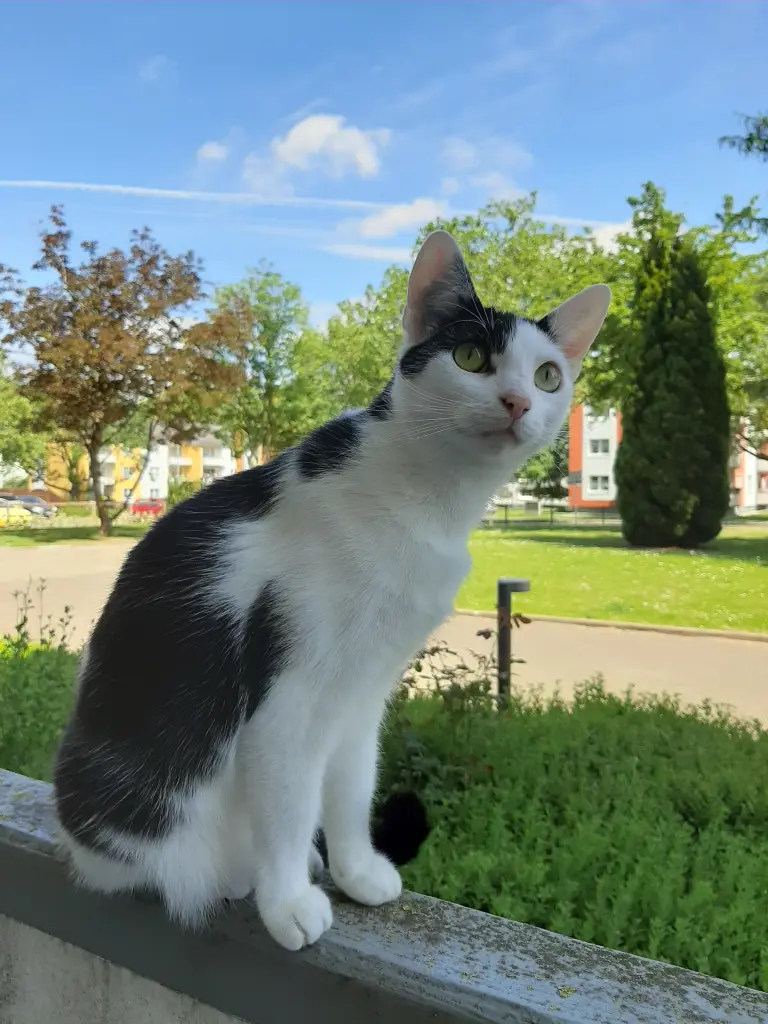 Image from Maja