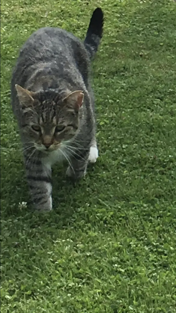 Image from Gismo