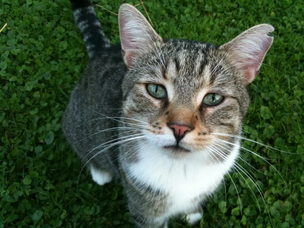 Image from Gismo