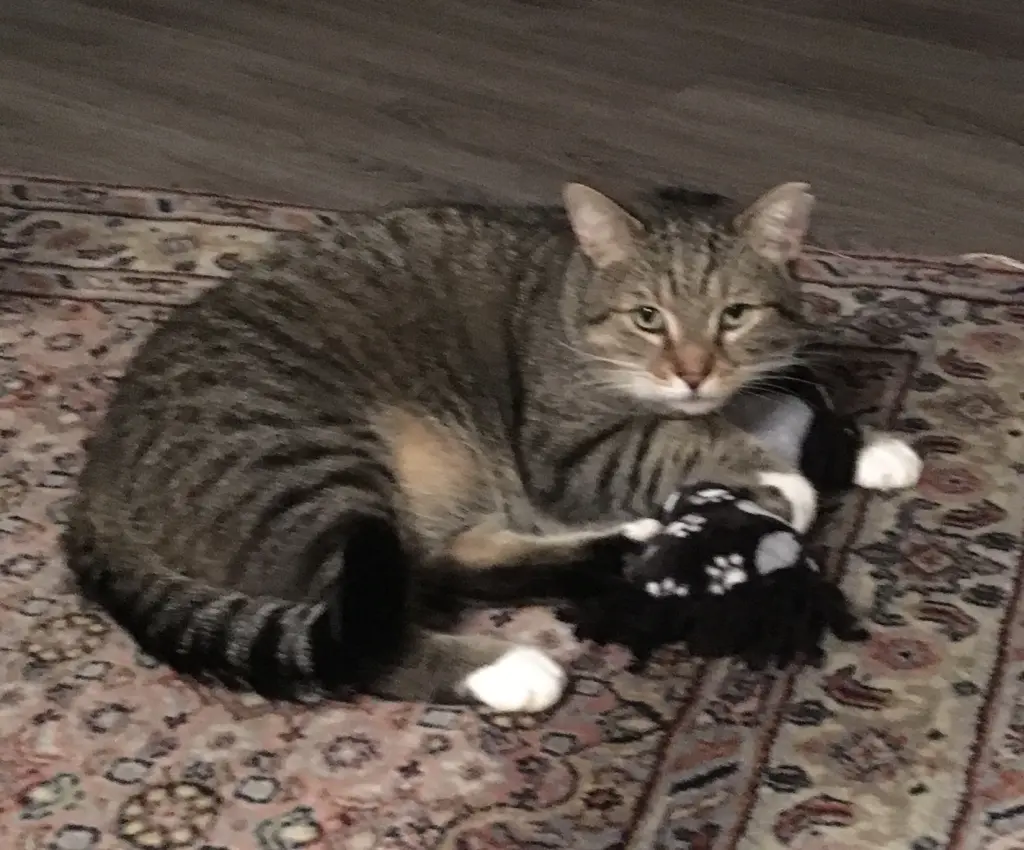 Image from Gismo