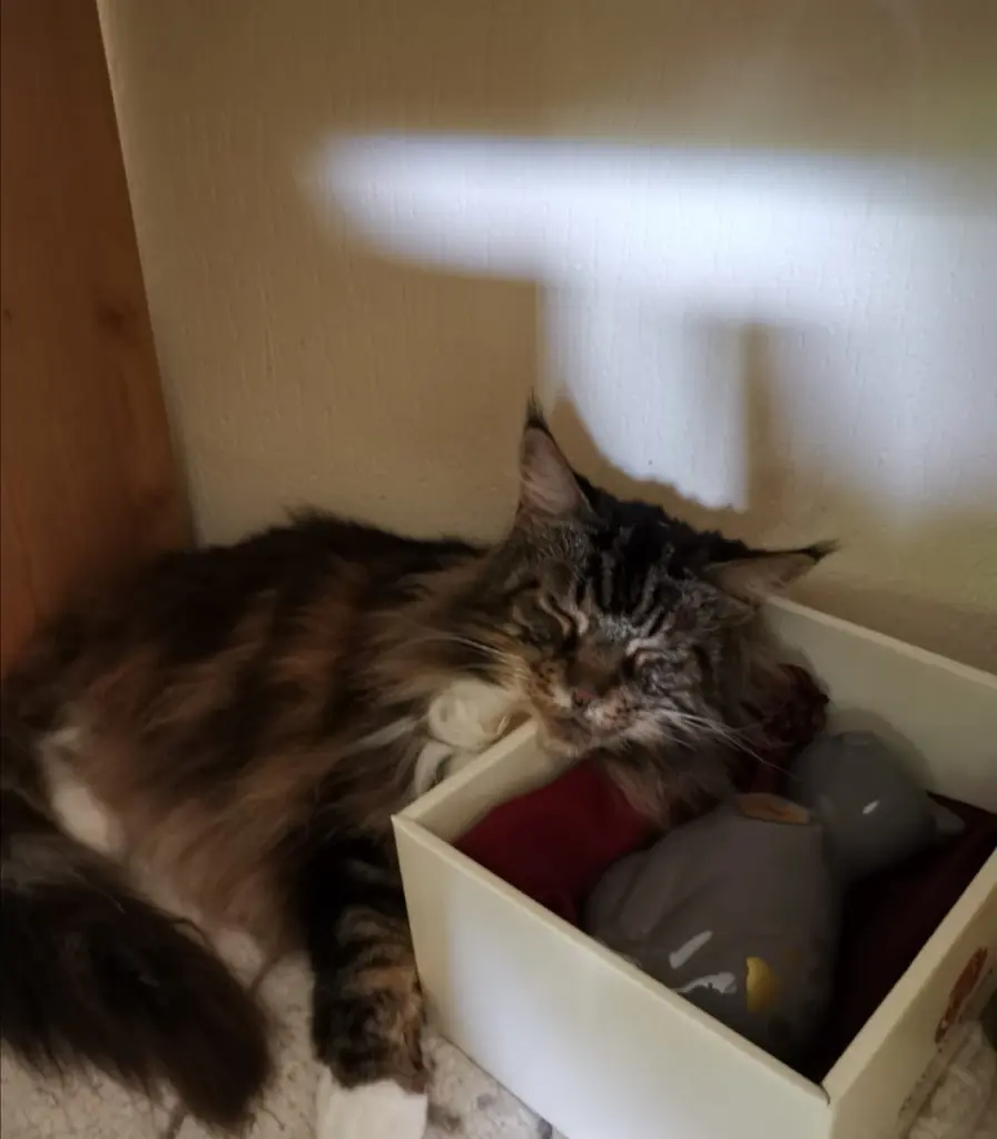 Image from Crusoe