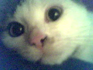 Condolence image of Monty
