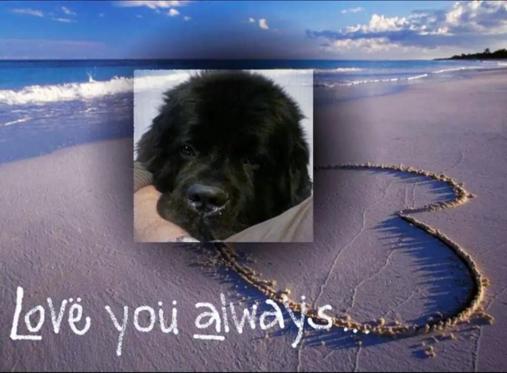 Condolence image of Karin