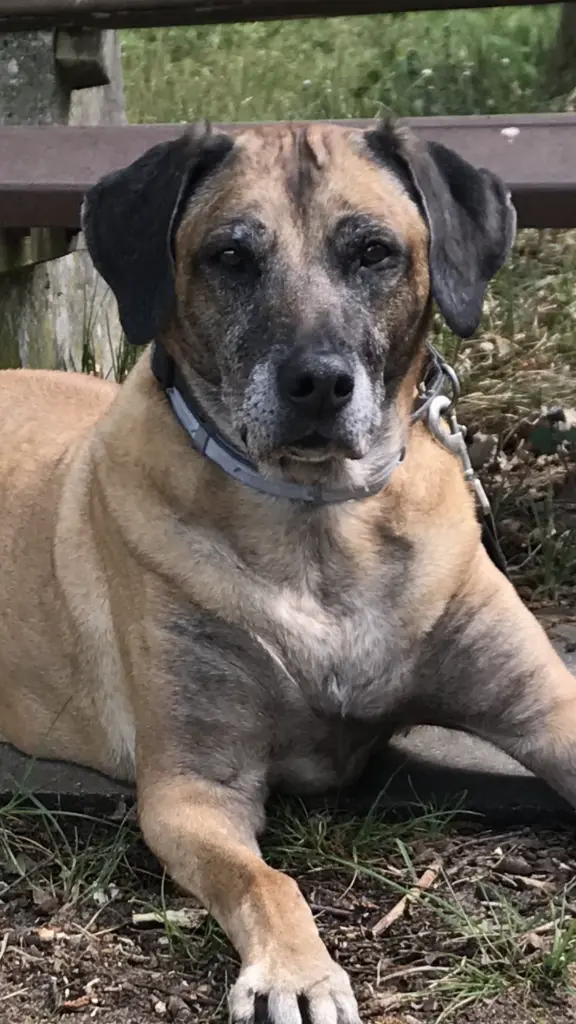 Bild von Fibie