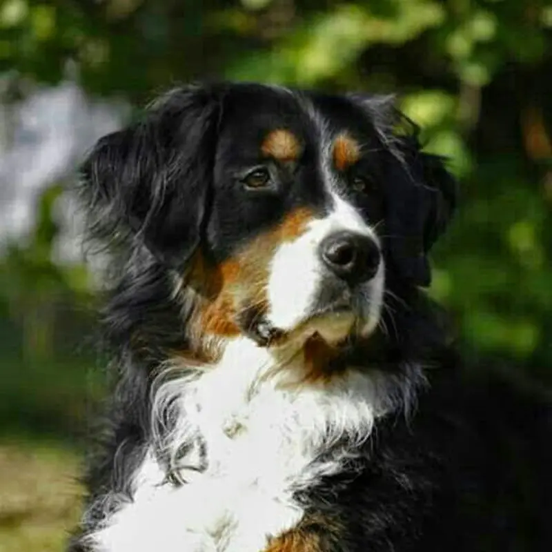 Condolence image of Carmen