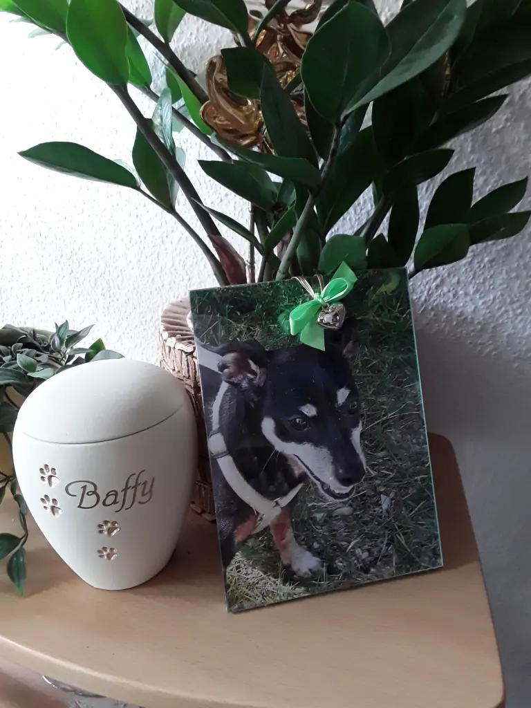 Condolence image of Cerstin mit Seelenhund Baffy