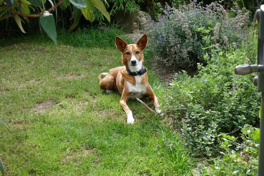 Image from Sammy