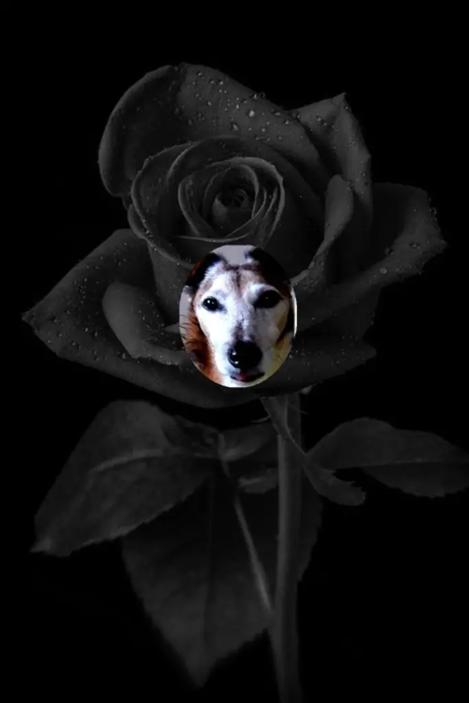 Condolence image of Bettina