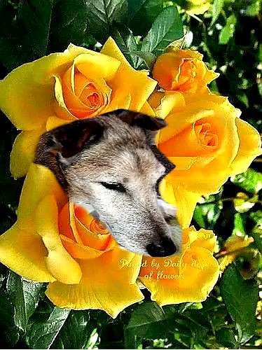 Condolence image of Bettina