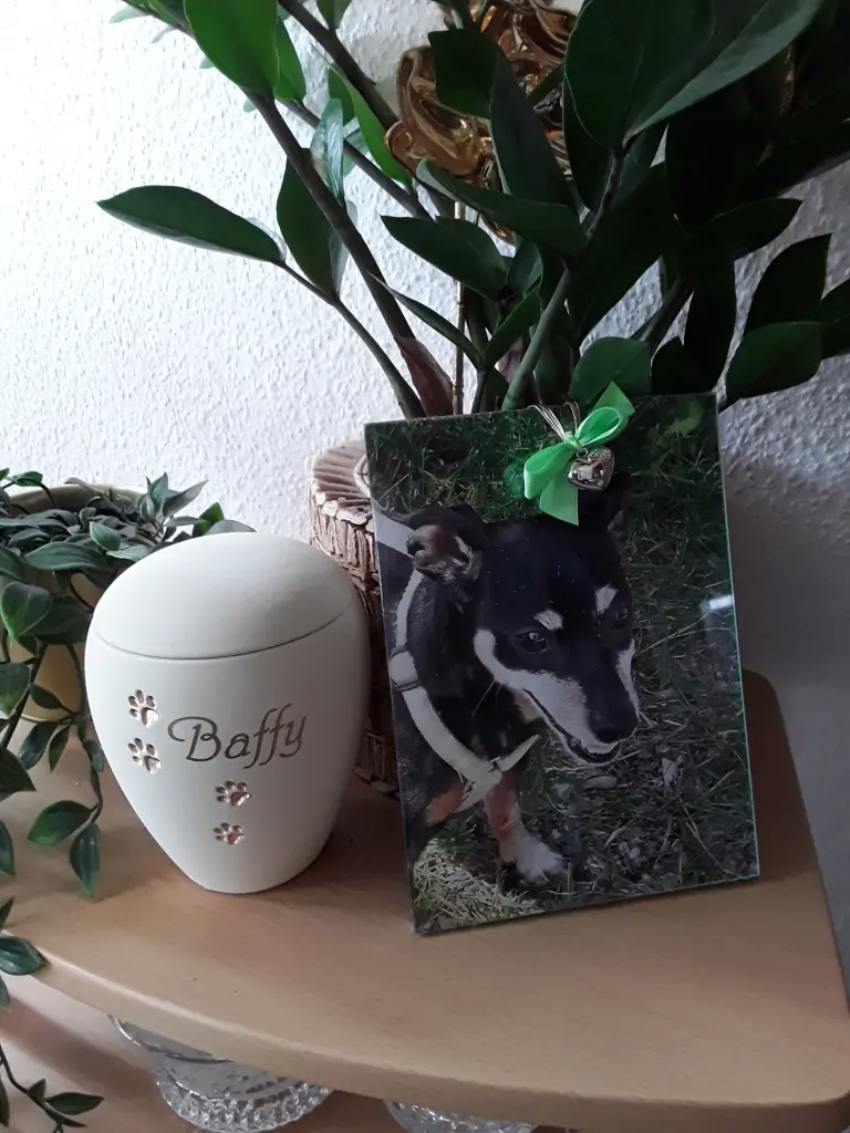 Condolence image of Cerstin und Seelenhund Baffy❤
