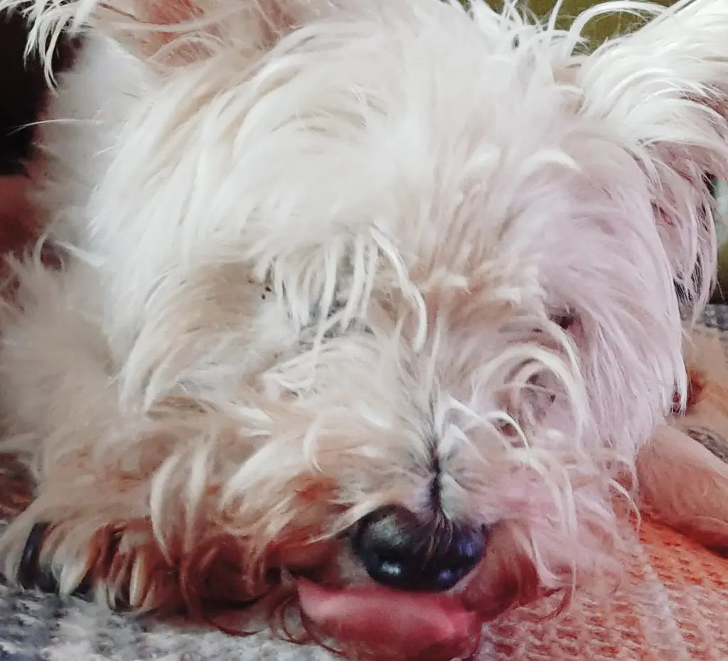 Image from Skippy