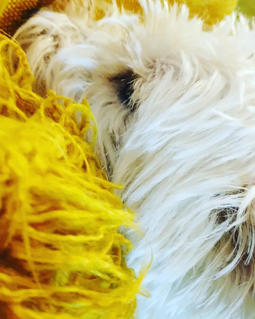 Image from Skippy