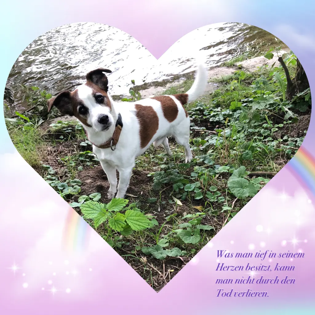 Image from Sparky