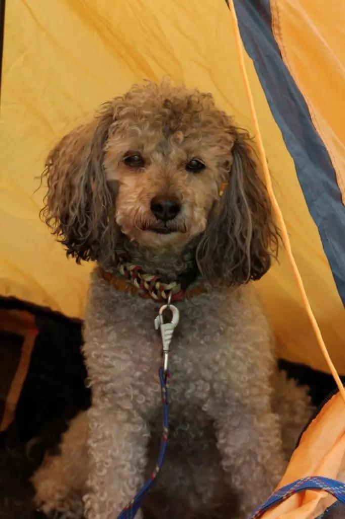 Image from Banjo