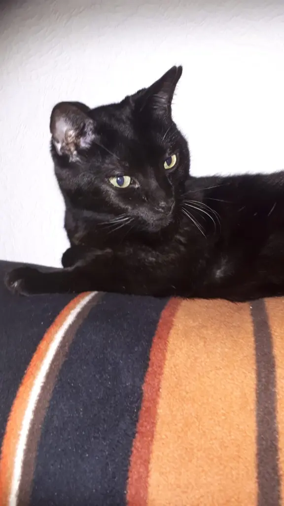 Image from Blackie