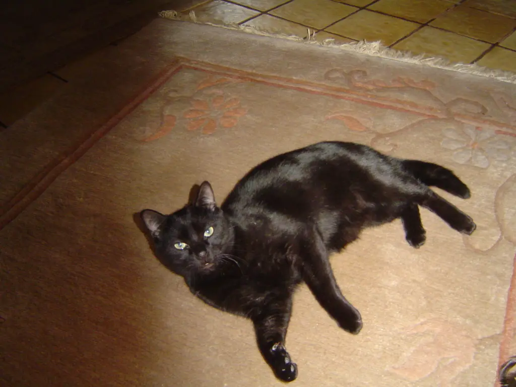 Image from Blackie