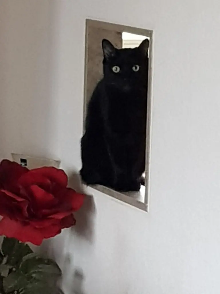Image from Blackie