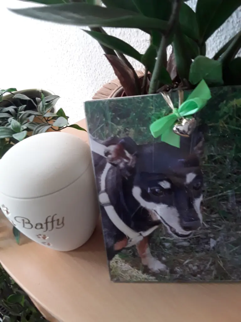 Condolence image of Cerstin und Seelenhund Baffy❤