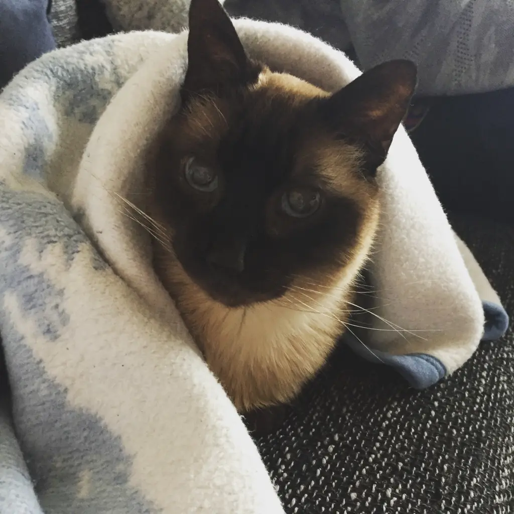 Image from Bailey
