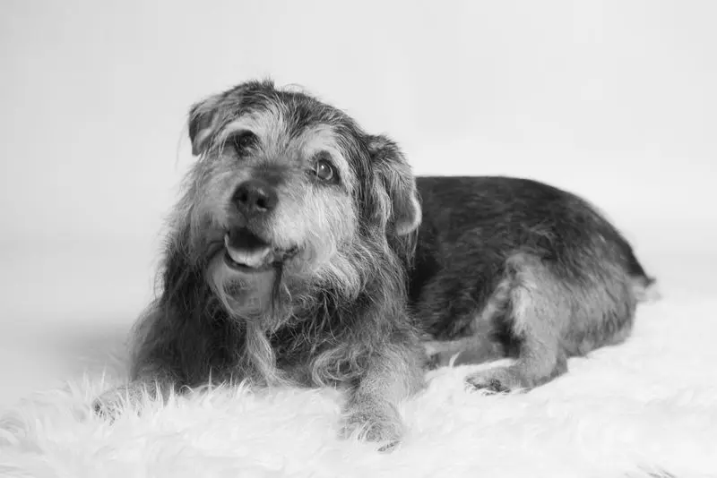 Condolence image of Fabian