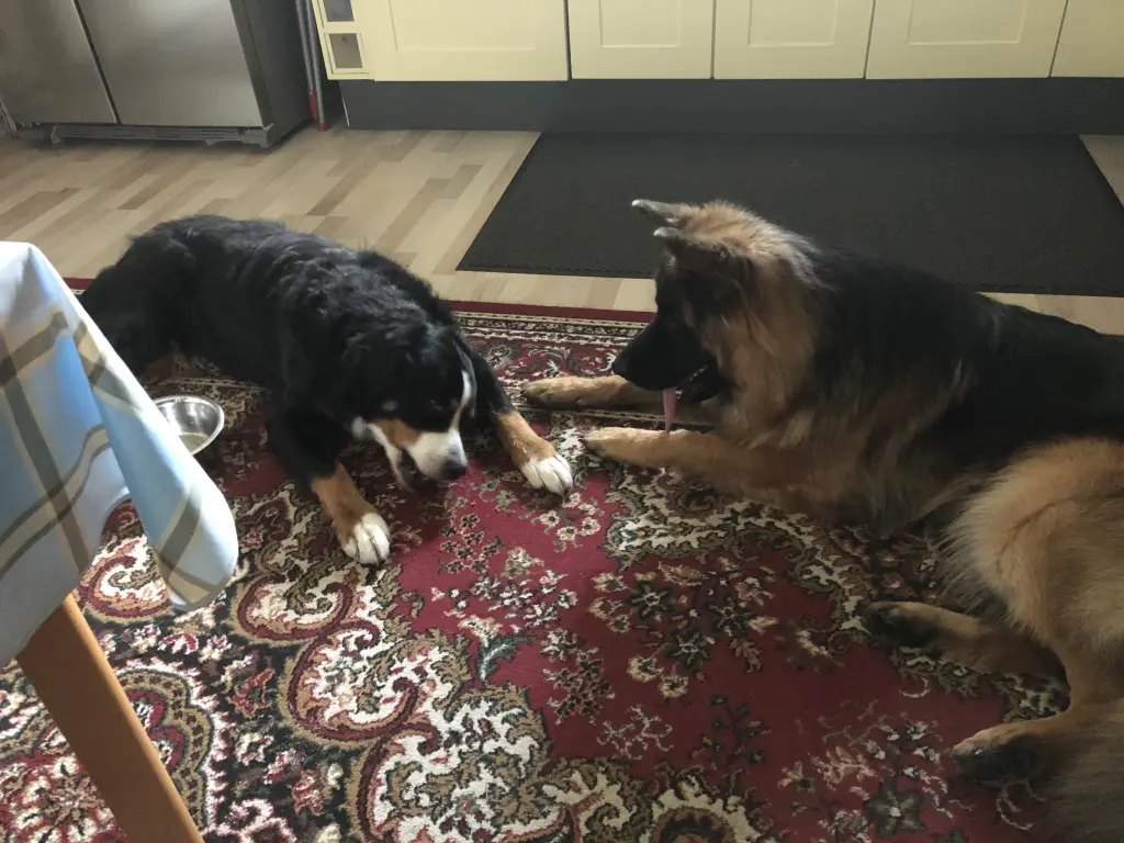 Image from Ronja