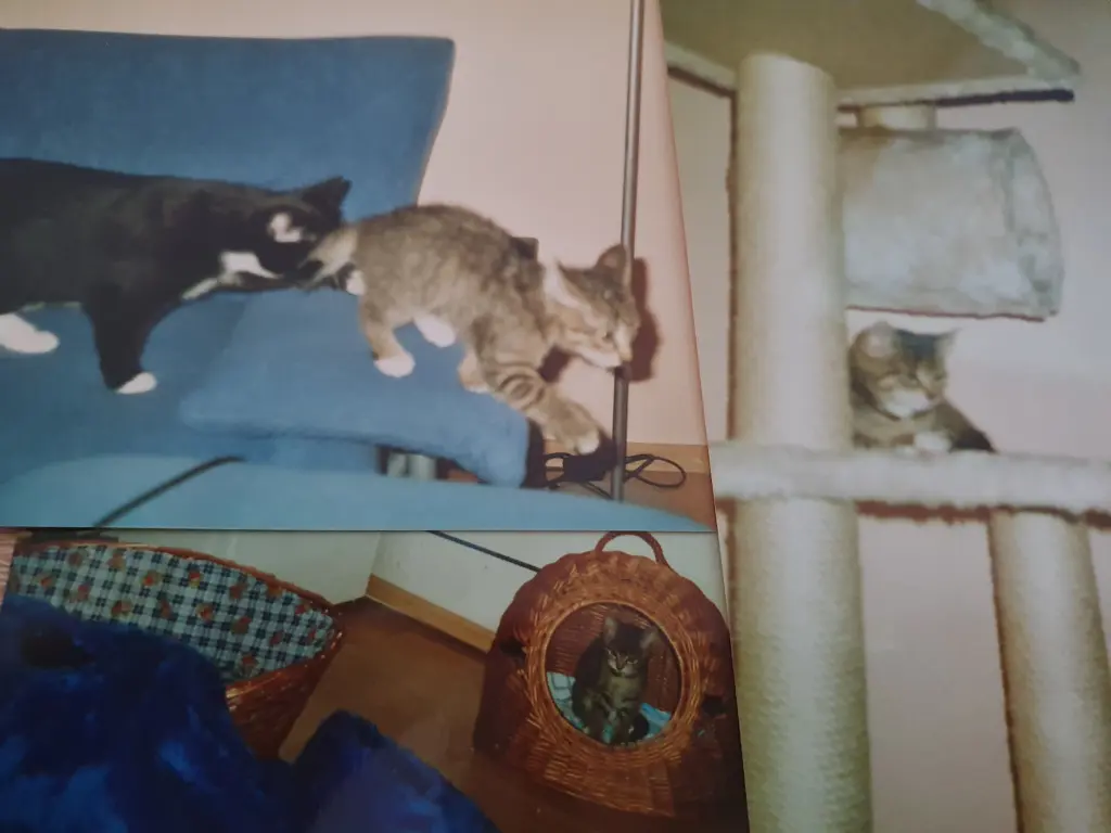 Image from Jady