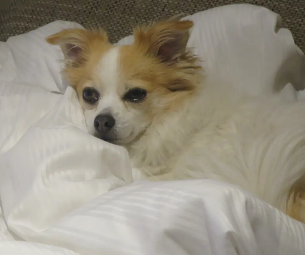 Condolence image of Norbert mit Seelenhund Sue