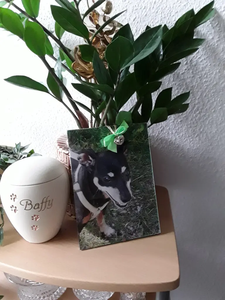 Condolence image of Cerstin mit Seelenhund Baffy