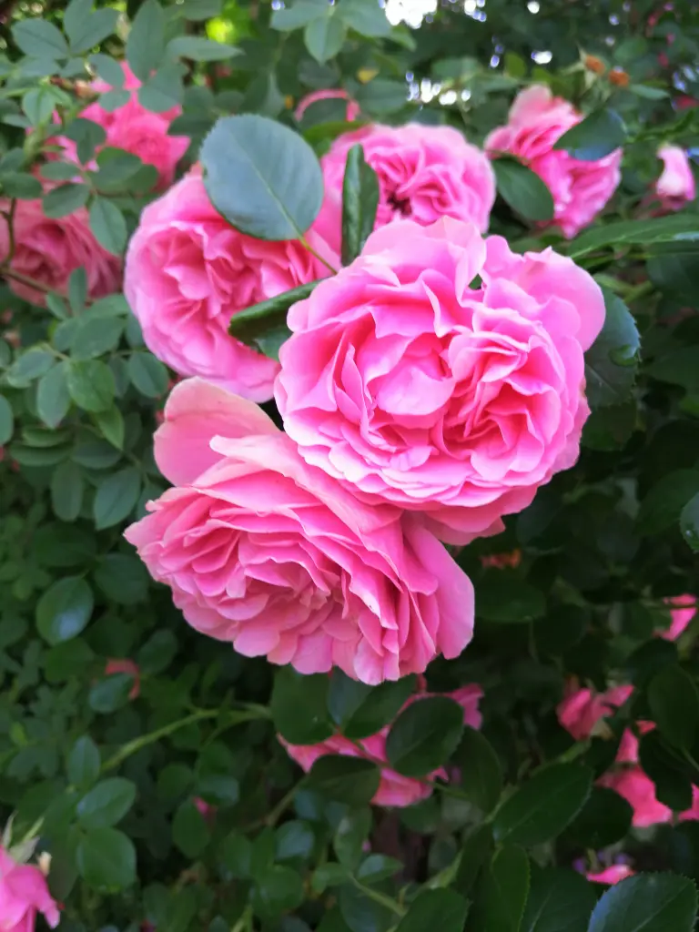 Condolence image of Heidi