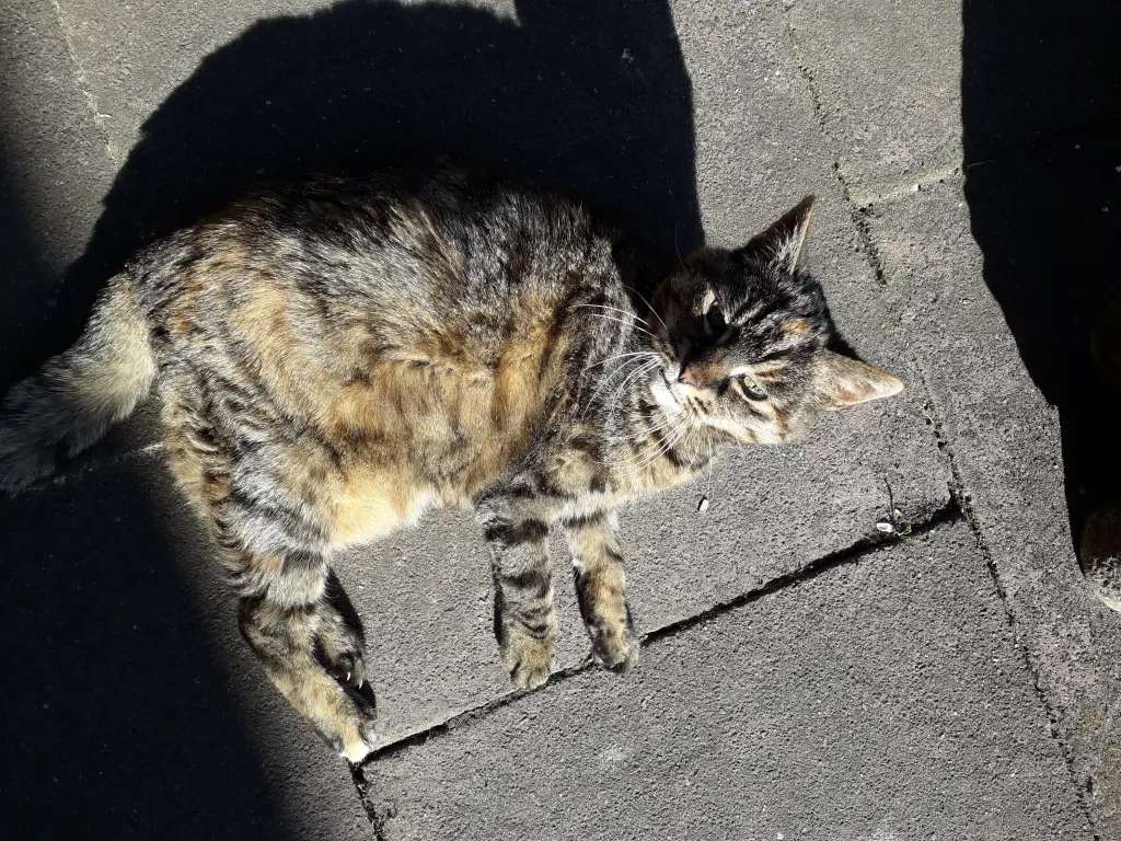 Image from Pünktchen