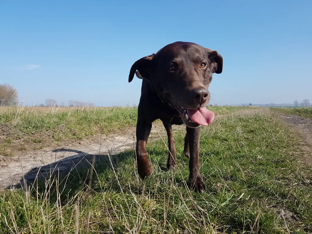 Andachtsbild von Silvana