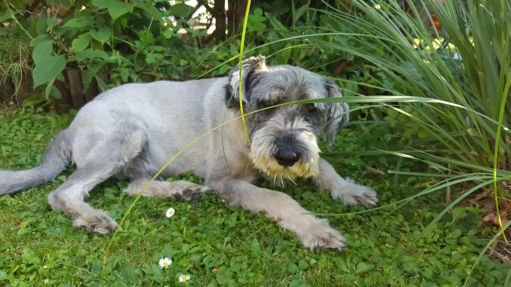 Bild von Sammy