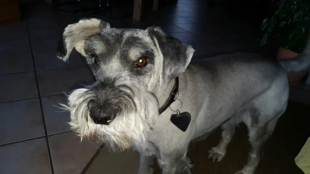 Bild von Sammy