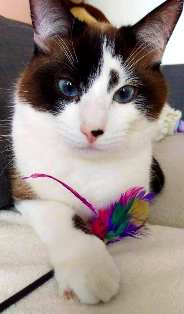 Image from Mavis