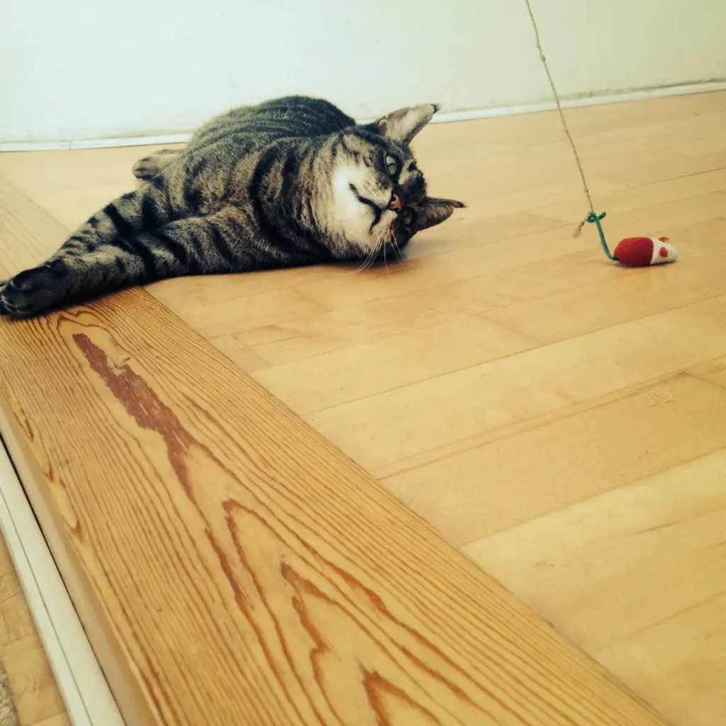 Image from Freddy