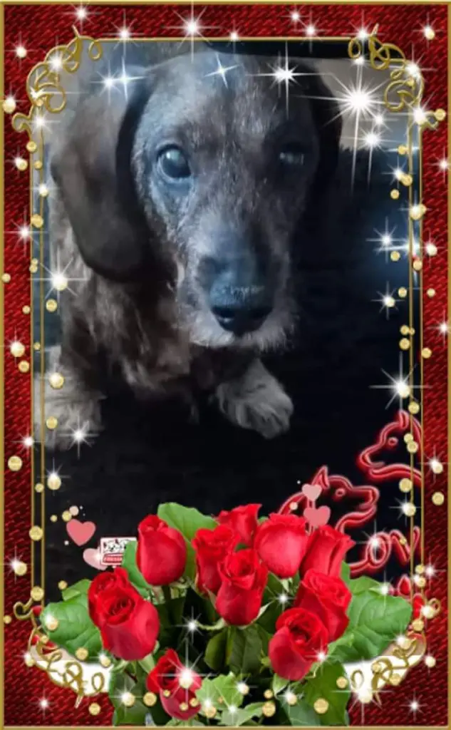 Condolence image of Nicole Damen