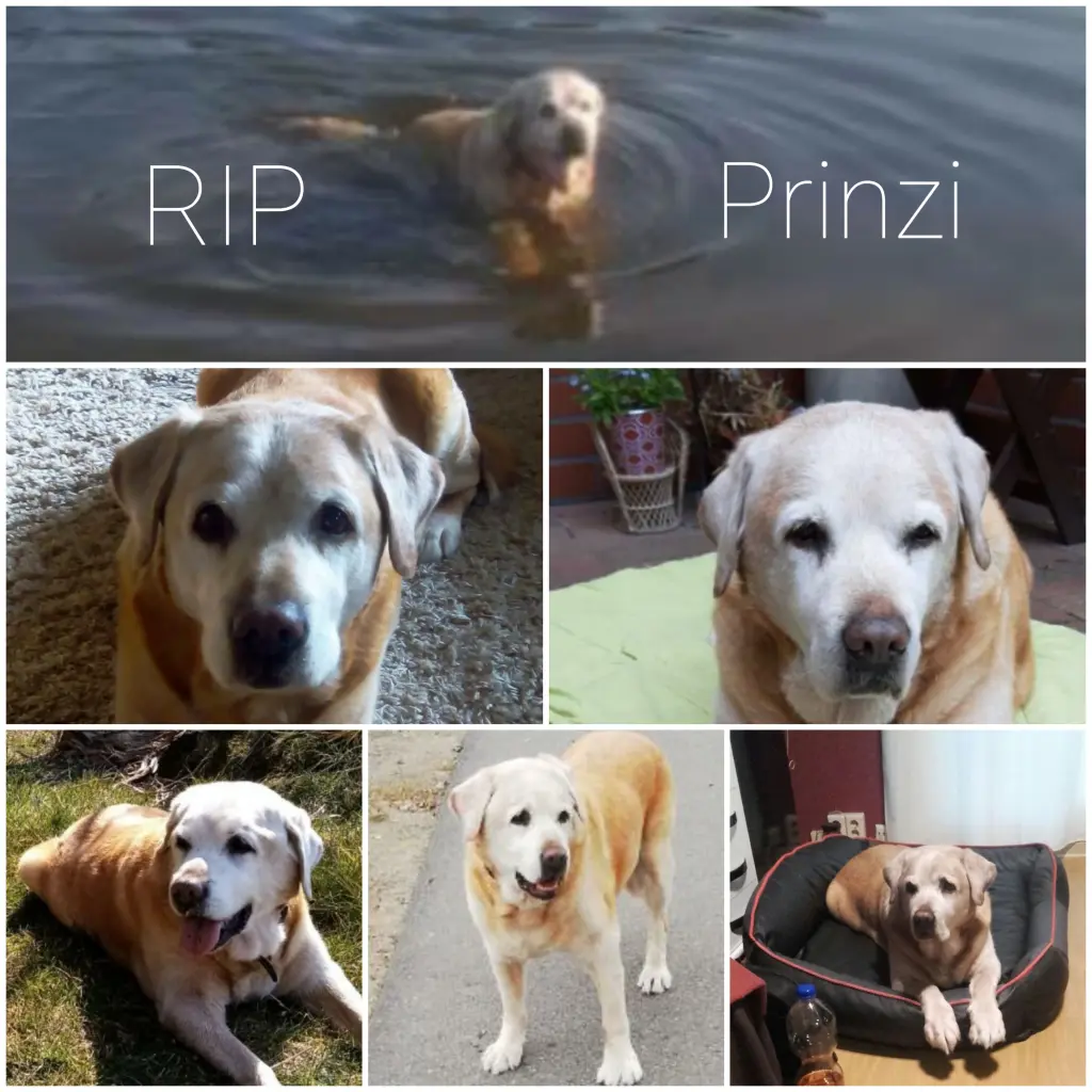 Condolence image of Peter