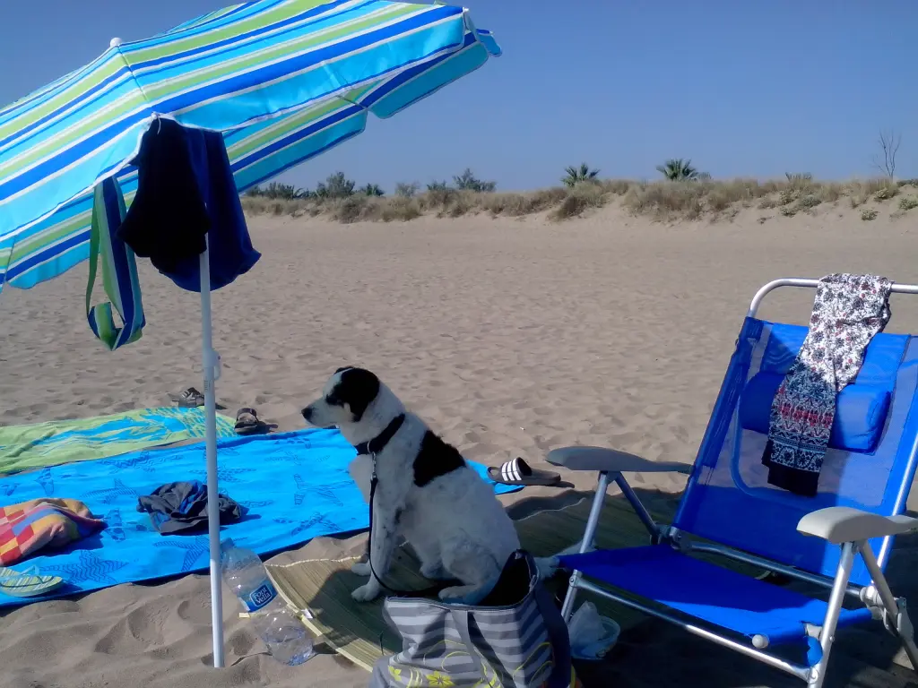 Image from Snoopy