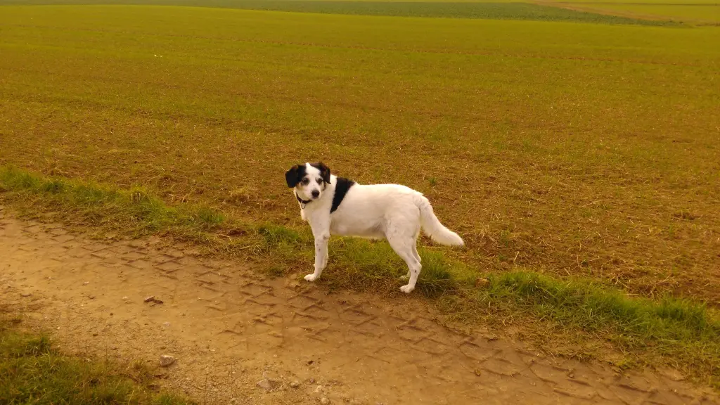 Image from Snoopy